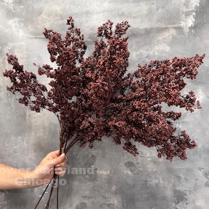 Puede incluir: Un ramo de bayas de color burdeos sobre largos tallos marrones. Las bayas están densamente agrupadas, creando una apariencia completa y texturizada. Los tallos se sostienen en una mano sobre un fondo gris.