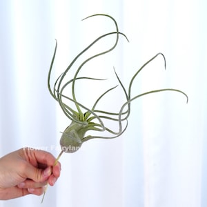 Faux Air Plant | High Quality Artificial Plant | Wedding/Home Decoration | Floral | DIY Project Supplies | Gifts