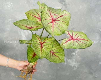 Realistic Caladium Species Plant | Heart of Jesus Caladium | Artificial Tropical Plant | Vase/Pot/Home Decoration | Gifts