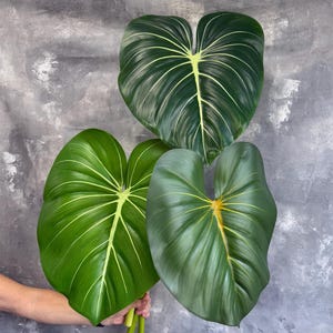 May include: Three large, vibrant green leaves with prominent white veins and stems are held together. The leaves have a glossy texture and a heart-like shape. The background is a textured grey wall.
