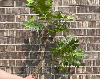 Peut inclure: Une main tient deux branches de feuilles vertes sur fond de mur de briques.