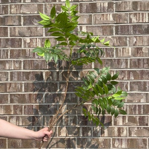 May include: A hand holds two branches of green leaves against a brick wall background.