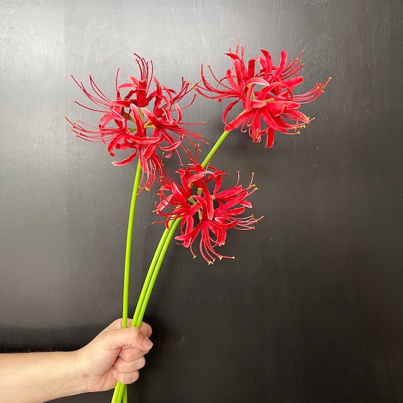 May include: Three red spider lily flowers with long, thin petals and green stems.