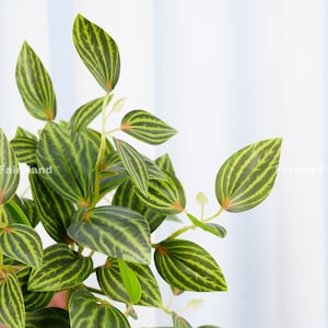 May include: A close-up of a green and yellow artificial plant with striped leaves. The plant is made of plastic and has a realistic appearance.
