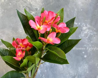 Plumeria Frangipani artificial - Flor artificial - Rosa brillante