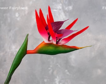 矮性極楽鳥花 - ストレリチア レギネ 矮性形態 - 播種用の新鮮な高品質