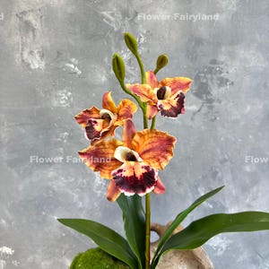 May include: A single stem of orange and red orchid flowers with green leaves in a small pot. The flowers have a white center and dark red edges. The pot is made of a natural material and has a rough texture.