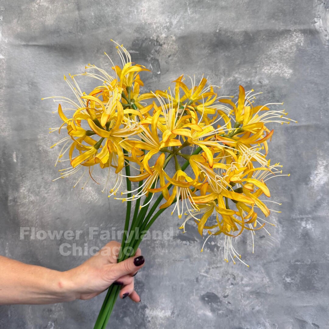 variegated snake plants 10