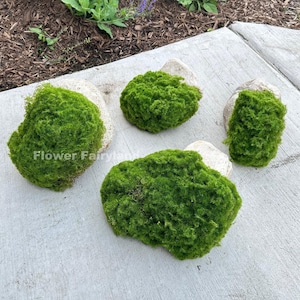 Op de afbeelding: Vier stukken groen mos op lichtgekleurde stenen. Het mos heeft een levendige groene kleur en lijkt zacht en getextureerd. De stenen hebben een neutrale kleur en vormen een contrast met het heldergroene mos. De tekst "Flower Fairyland" is linksonder zichtbaar.