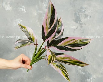 Triostar Stromanthe Plant | Artificial Plant | Wall/Pot/Home Decoration | DIY Greenery | Floral | Gifts