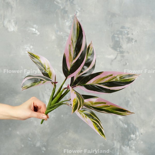 Triostar Stromanthe Plant | Artificial Plant | Wall/Pot/Home Decoration | DIY Greenery | Floral | Gifts