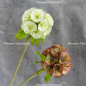 Künstliche Sternblume Scabiosa stellata | Hochwertige Kunstpflanze | Herzstück | Basteln | Dekoration/Hochzeitsdekoration Geschenke - Mehrfarbig