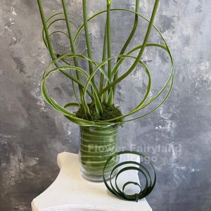 Puede incluir: Un arreglo floral moderno en un jarrón de cristal transparente. El arreglo presenta hojas y tallos verdes, con algunas hojas enrolladas en círculos decorativos. El jarrón está sobre un pedestal blanco sobre un fondo gris. El texto "Flower Fairyland Chicago" es visible.