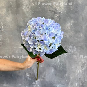 Pode incluir: Uma grande flor de hortênsia azul clara com múltiplas pétalas, segurada por um caule verde. A flor tem formato esférico e é rodeada por folhas verdes. O fundo é uma parede cinza texturizada. O texto "Flower Fairyland" é visível.