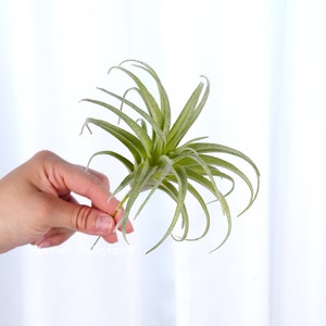 hanging wall plants Air Plant V-Hanger Duo