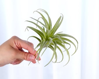Faux Air Plant | Artificial Plant | Wedding/Home Decoration | Floral | DIY Project Supplies | Gifts