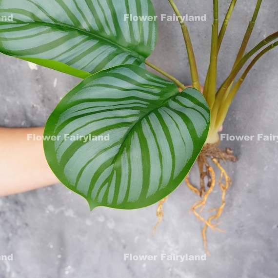 Faux Calathea Orbifolia Schildkrten-Blatt mit Wurzeln - Kunstpflanze -  Etsy sterreich