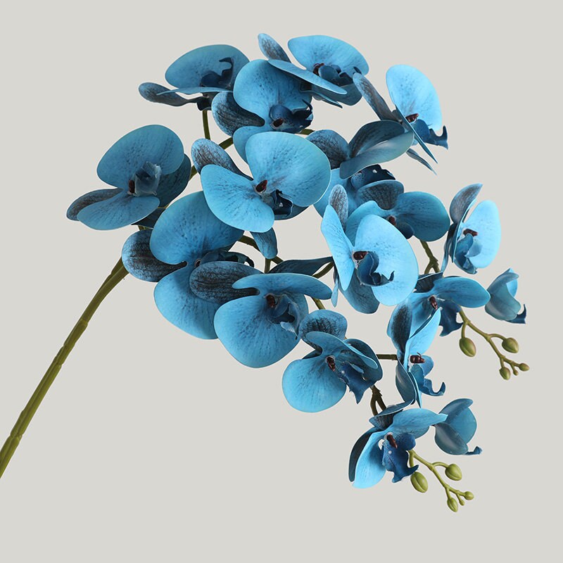 Blue Phalaenopsis - Etsy
