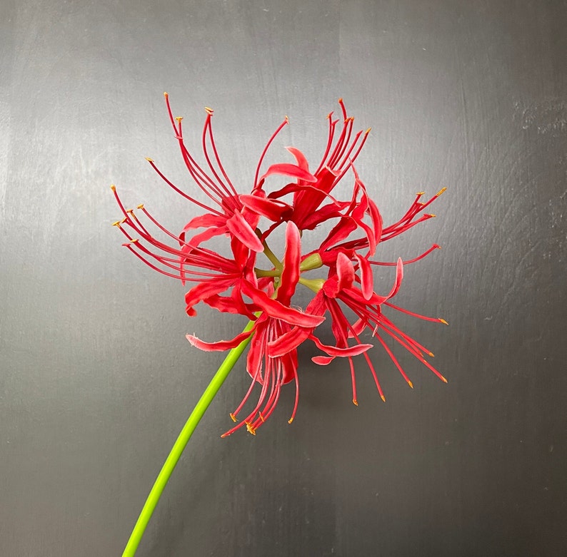 May include: A red spider lily with long, thin petals and a green stem. The flower is in bloom and has a delicate, intricate appearance.