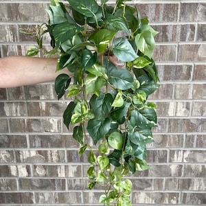 34" Pothos Hanging Plant | Hanging Vines | High Quality Artificial Plant | DIY Greenery | Wall/Pot/Home Decoration - Dark Green