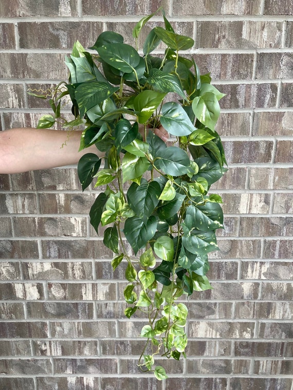 34"Hnge-Pothos - Kunstpflanze - Dunkelgrn - Etsy sterreich