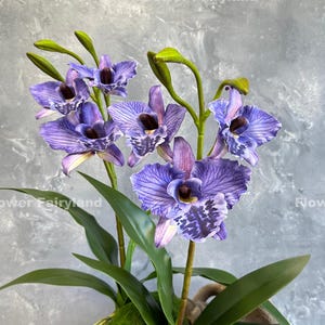 May include: A potted arrangement of purple and white orchids with green leaves. The orchids have dark purple spots and a white lip.