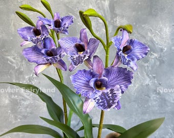 Large Cattleya Fragrant Pot. (dick Smith X Chelsea Alward
