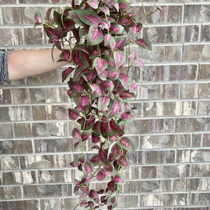 Puede incluir: Planta artificial colgante con hojas verdes y rosas. La planta está hecha de plástico y tiene un aspecto realista.