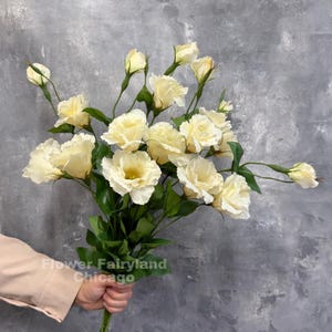 May include: A bouquet of cream-colored lisianthus flowers with ruffled petals and green leaves. The stems are held together, and the text "Flower Fairyland Chicago" is visible in the lower portion of the image against a gray background.