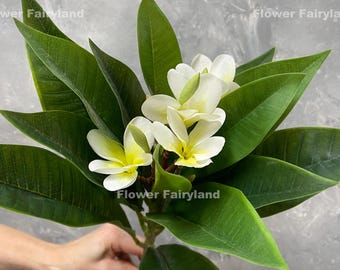 Faux Plumeria Frangipani - Artificial Flower - White