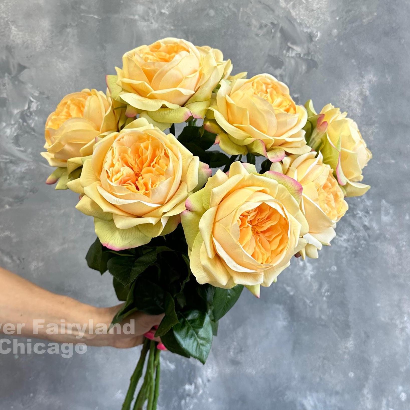 Large Cabbage Rose Live Plant - Etsy