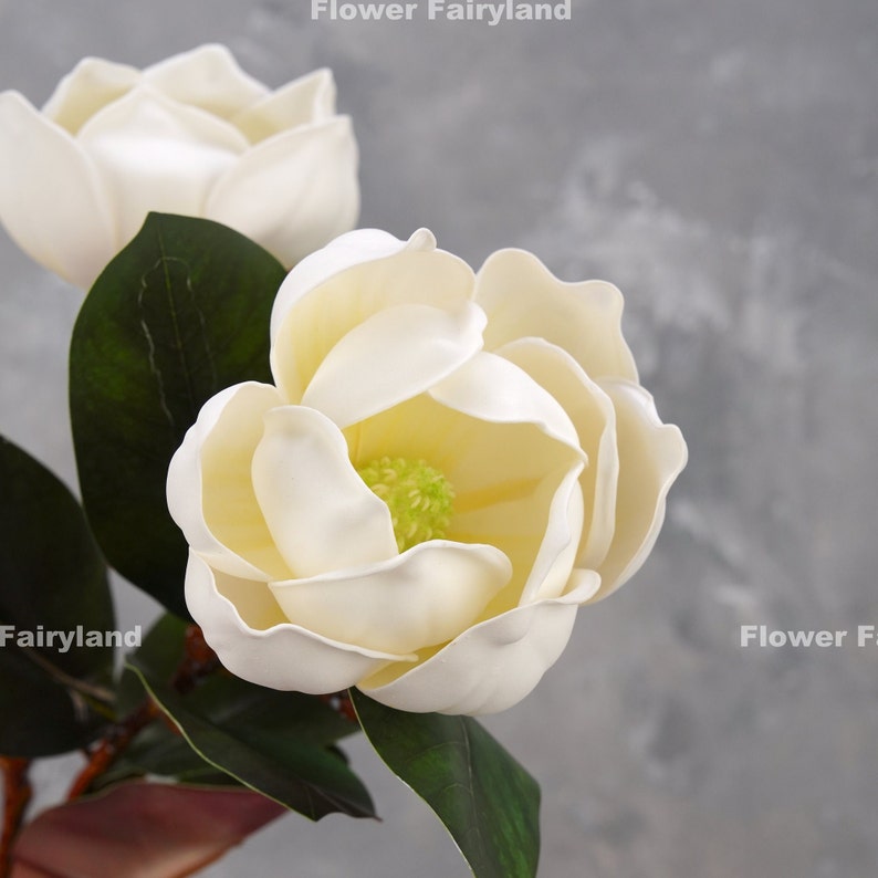 May include: Two white magnolia flowers with green leaves. The flowers are in full bloom and have a delicate, creamy white color.
