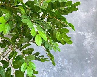May include: A close-up of a green leafy branch with small, oval-shaped leaves. The branch is against a grey background.