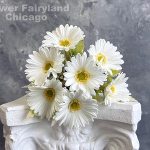 Op de afbeelding: Een boeket witte gerbera's met gele centra en groene bladeren, gerangschikt op een witte decoratieve sokkel. De bloemen staan in volle bloei, met meerdere bloemblaadjes die vanuit het midden uitstralen. De achtergrond is een grijze muur met textuur. Tekst linksboven: "Flower Fairyland Chicago".