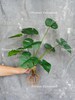 Faux Turtle Leaf with Roots | Artificial Plant | Vase/Pot/Home Decoration | Gifts 