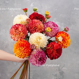 Realistico gambo di dalia palmares / fiore artificiale di alta qualità / centrotavola / fai da te / floreale / decorazioni per matrimoni / casa / regali - multicolore