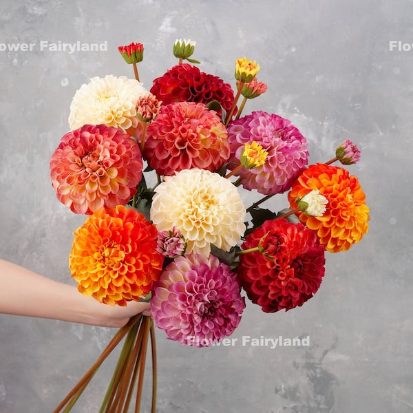 Realistische Palmares Dahlia-stam | Hoge kwaliteit kunstbloem | Middenstukken | Doe-het-zelf | Bloemen | Bruiloft/huisdecoraties | Geschenken - Meerkleurig