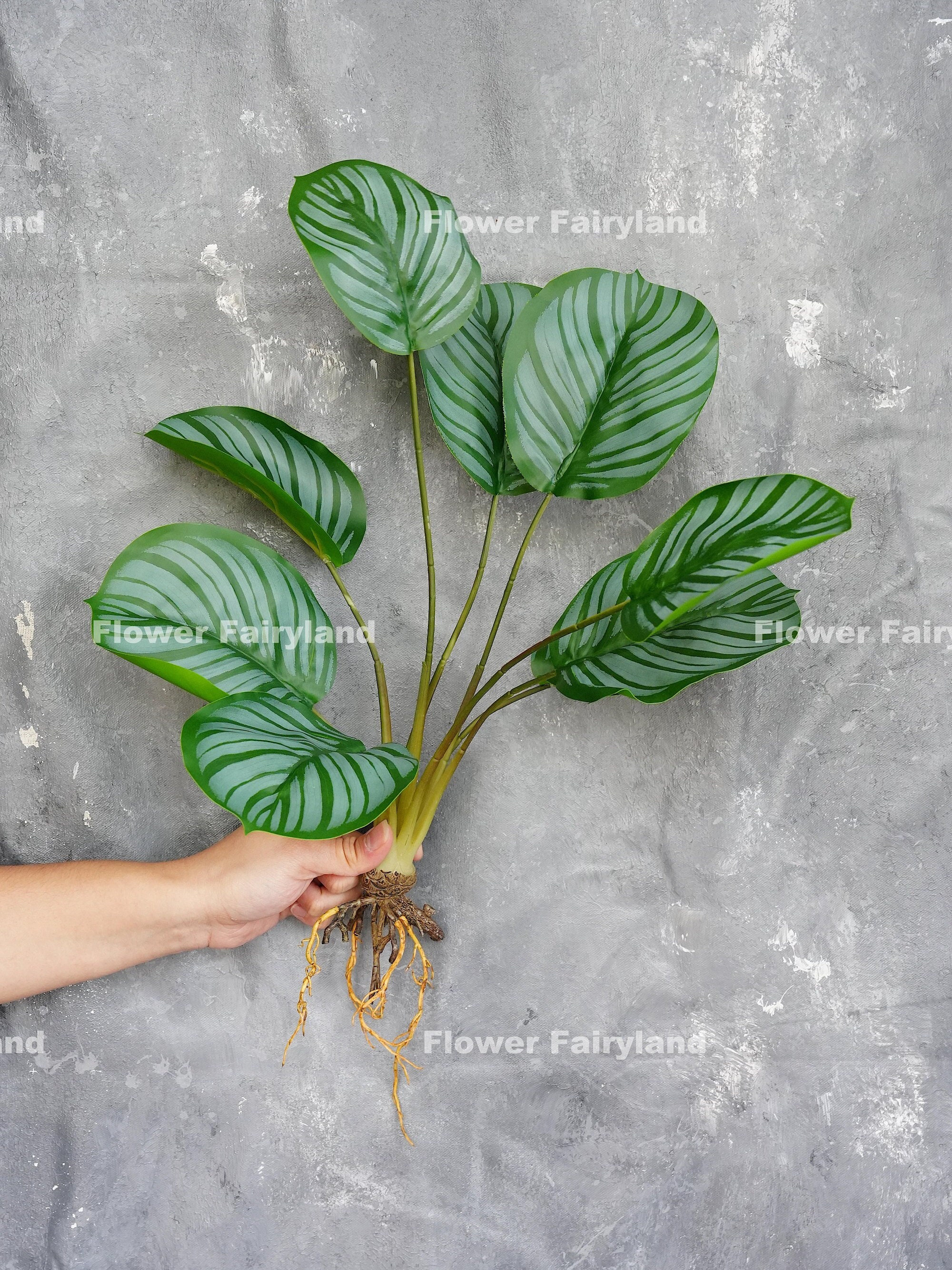 drachenbaum lemon lime giftig Dracaena lemon lime (Drachenbaum) kaufen main image 1