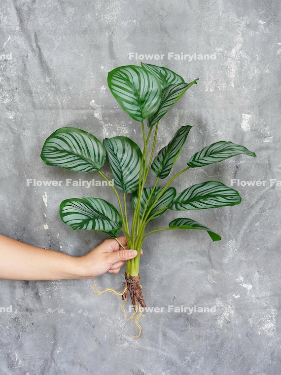 Faux Calathea Orbifolia Schildkrten-Blatt mit Wurzeln - Kunstpflanze -  Etsy sterreich