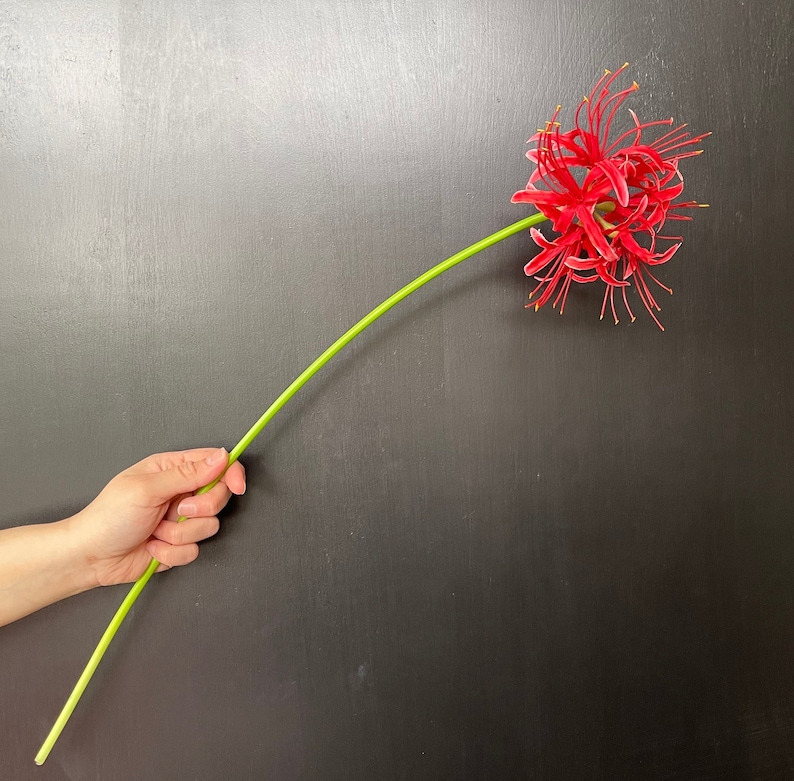 May include: A single red spider lily flower with long, thin petals and a green stem. The flower is held in a hand against a dark grey background.