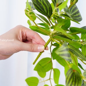 May include: A close-up of a green leafy plant with variegated leaves. A hand is holding a stem of the plant, showing the texture of the stem.