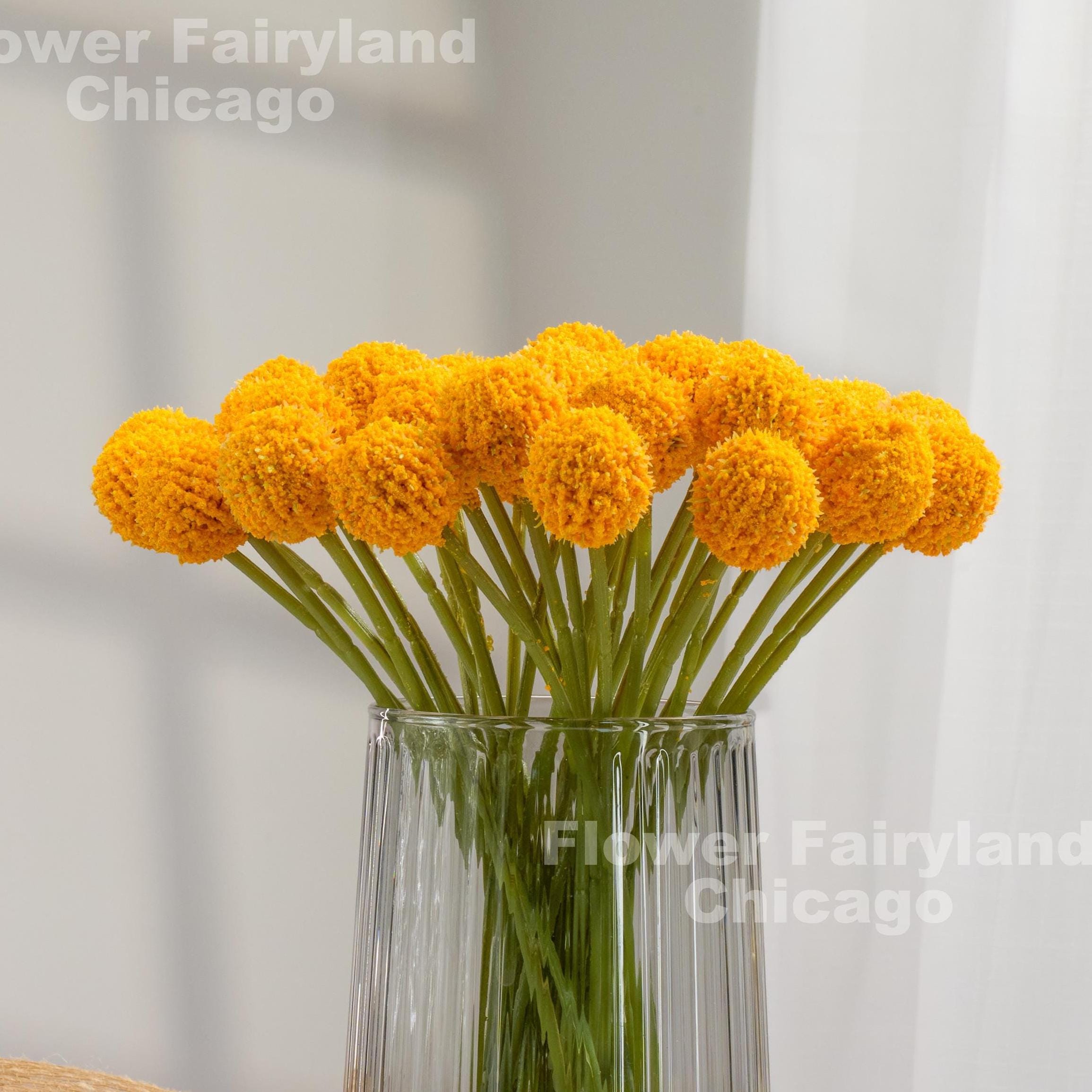 White Craspedia - Etsy, image size:2310x2310