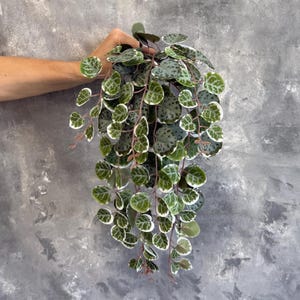Peut inclure: Une plante artificielle retombante avec des feuilles rondes vertes mouchetées de vert plus foncé et bordées de blanc. La plante a de fines tiges brun rougeâtre, sur fond gris.