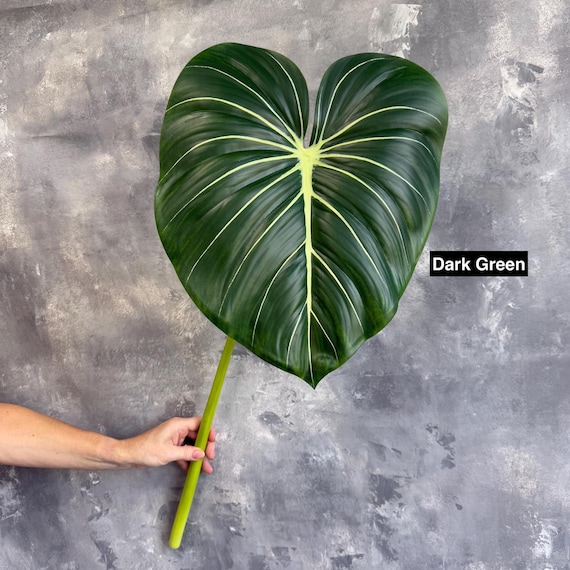 philodendron rankstab Explore Our Philodendron Birkin