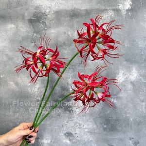Könnte beinhalten: Drei künstliche rote Spinnenlilien mit langen, dünnen Blütenblättern und grünen Stielen. Die Blumen sind gruppiert und bilden eine lebendige Darstellung vor einem grauen Hintergrund. Der Text "Flower Fairyland Chicago" ist im Bild sichtbar.