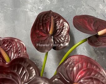 Scott Cohen Anthurium Antolakii (known as BVEP) X NSE Anthurium