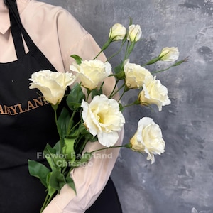 May include: A bouquet of cream-colored lisianthus flowers with ruffled petals, green stems, and leaves. The flowers are held against a black apron with the text Flower Fairyland Chicago visible in gold lettering on the fabric.
