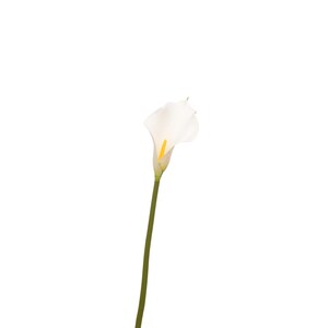 May include: A single white calla lily with a yellow spadix and a green stem. The flower is in full bloom, showcasing its elegant, trumpet-like shape. The background is plain white.