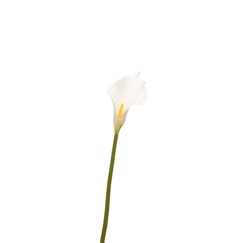 May include: A single white calla lily with a yellow spadix and a green stem. The flower is in full bloom, showcasing its elegant, trumpet-like shape. The background is plain white.