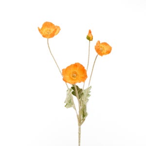 May include: A single stem of orange poppy flowers with green leaves. The flowers are in various stages of bloom, with some fully open and others still in bud.